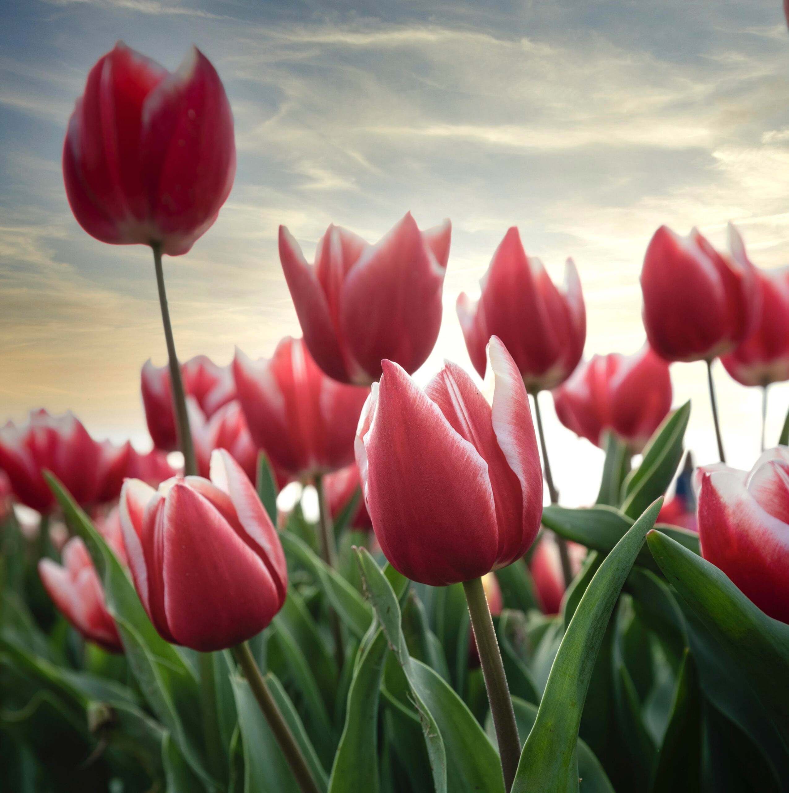 Tulipani-rosa-Tulipark-scaled-1